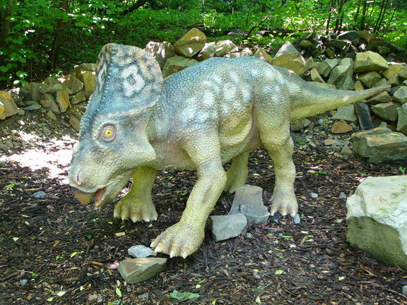 170 protoceraptos