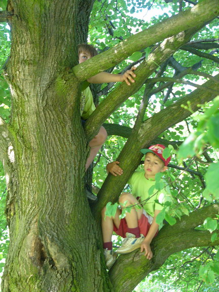 závěr šipkované - družstvo chlapců schované na stromě 1